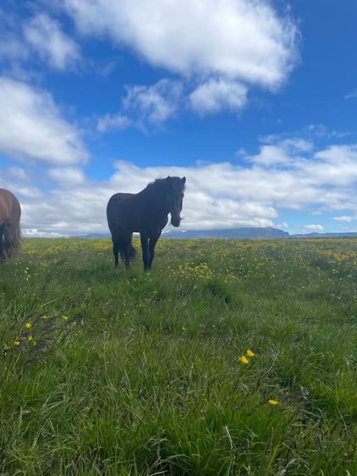 Klöpp - Snæfellsnes Peninsula * Stykkishólmur